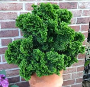 Hinoki paciprese 'Nana Gracilis'